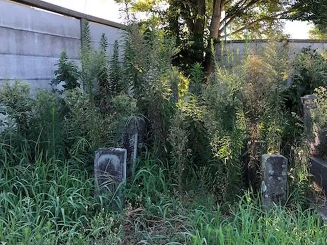 【年間1000件以上の墓所清掃経験あり】雑草対策などのご相談もお気軽に◉サービスの画像