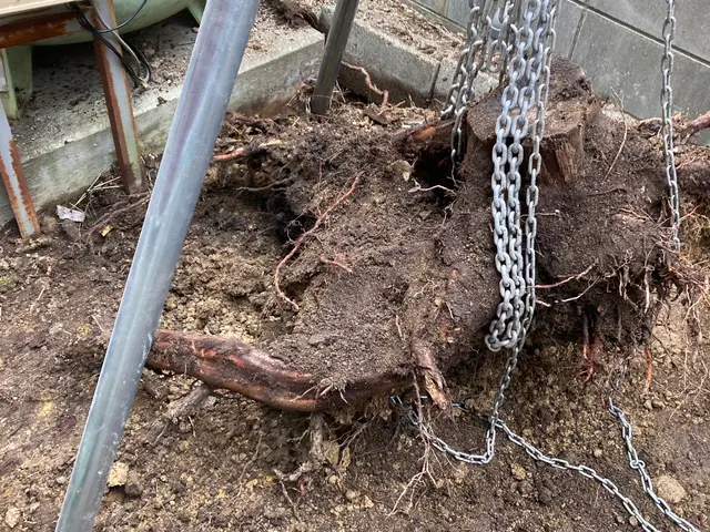 (アワード2024剪定部門入選！)お客様のご要望を最優先！地域密着で安心☆サービスの画像