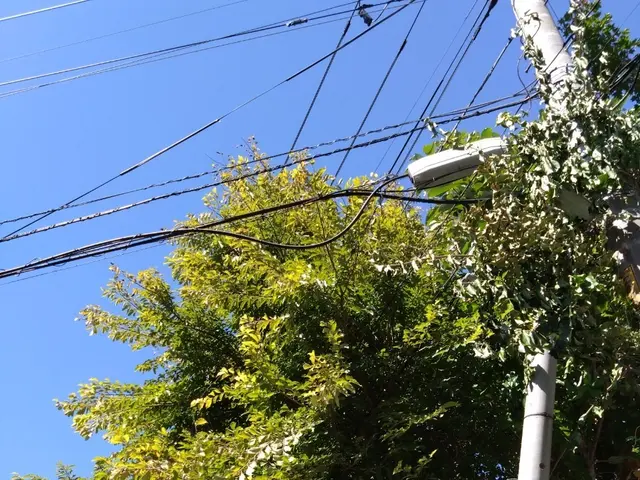 【各種クレジット Pay対応】伐採・枝払い！迅速に無料見積り！【鳥の巣対策】サービスの画像