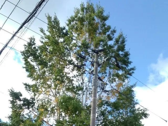 【各種クレジット Pay対応】伐採・枝払い！迅速に無料見積り！【鳥の巣対策】サービスの画像