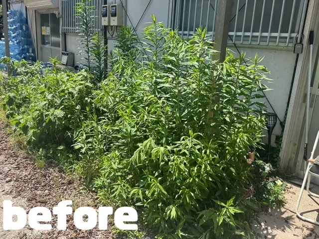 手作業の草むしりとなります♪お気軽にご相談ください♪ご立ち合い無し対応可能です♪サービスの画像