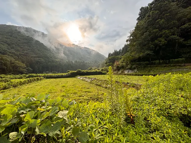 草刈り致します！サービスの画像