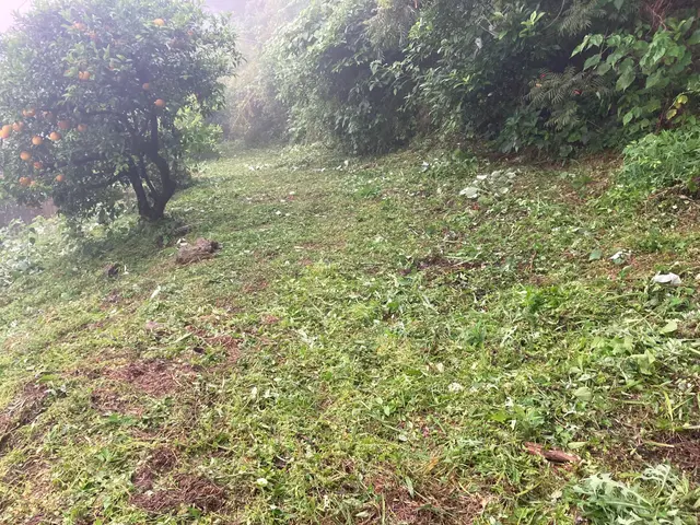 草刈りキング現る！サービスの画像