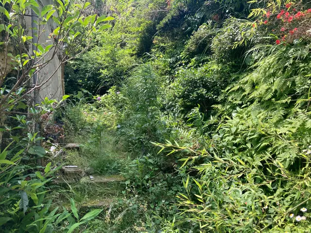 草刈りキング現る！サービスの画像