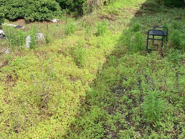 草刈りキング現る！サービスの画像