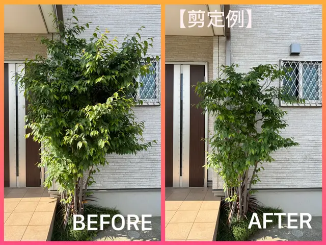 【2024アワード入賞】伸びるのが楽しみなお庭に★人気の自然樹形剪定！サービスの画像