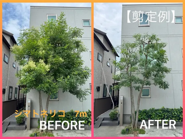 【2024アワード入賞】伸びるのが楽しみなお庭に★人気の自然樹形剪定！サービスの画像