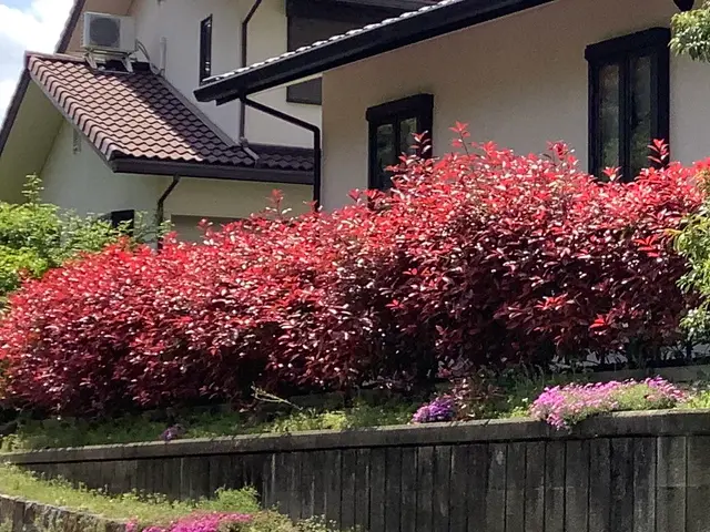 【明るく風通しの良いお庭へ】業界歴40年の庭師と店長の2人で丁寧に仕上げます。サービスの画像