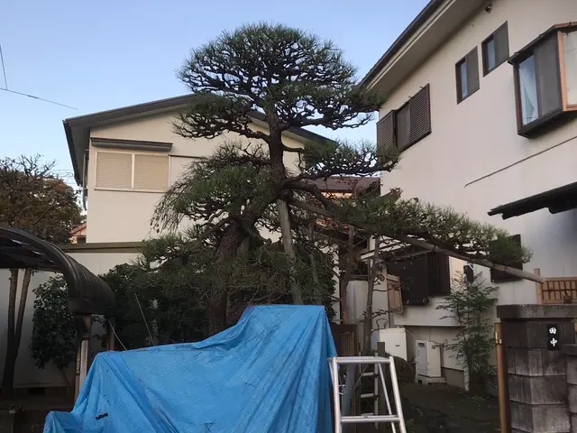 大手経験×5年の実績！個人・法人対応の丁寧な剪定サービスサービスの画像