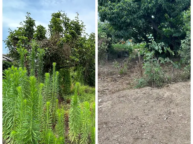 面倒な草刈り、全てお任せ下さい。サービスの画像