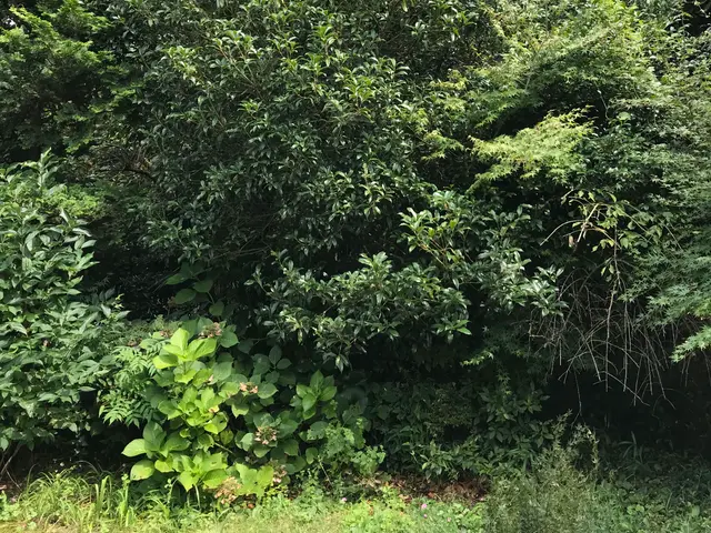 「庭園管理士」として草刈りなどにも対応　迅速・丁寧！⦿対応地域外もご相談可能サービスの画像