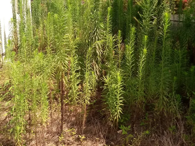 【草むしり】群馬県内指定地域密着！作業外注一切なし！サービスの画像