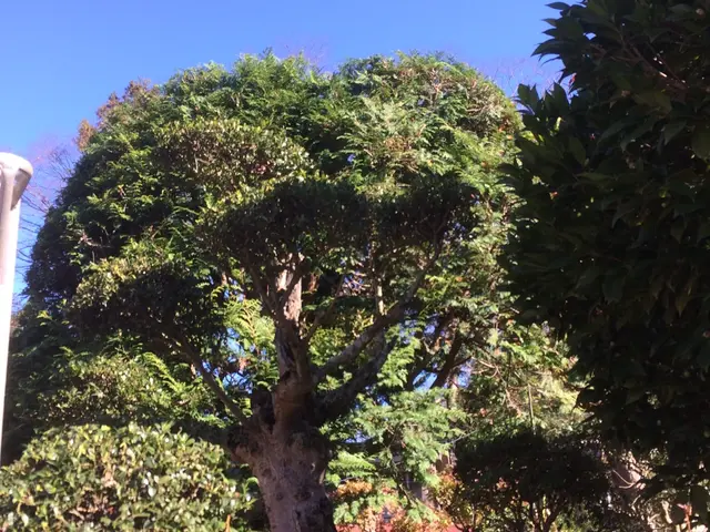庭木の剪定お任せください！一本一本丁寧に仕上げします♪サービスの画像