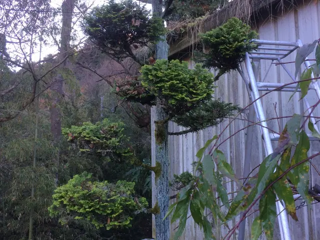 庭木の剪定お任せください！一本一本丁寧に仕上げします♪サービスの画像