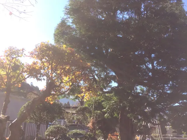 庭木の剪定お任せください！一本一本丁寧に仕上げします♪サービスの画像