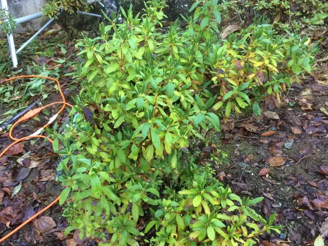 庭木の剪定お任せください！一本一本丁寧に仕上げします♪サービスの画像