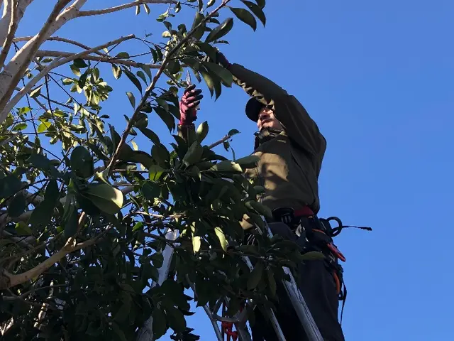 「庭の美しさ再発見」サービスの画像