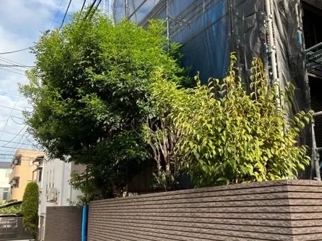 『自然樹形の剪定』の美しさを！日程はメッセージにて要相談！お見積もり致します。サービスの画像