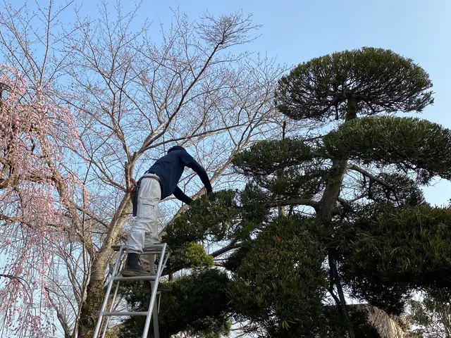 『自然樹形の剪定』の美しさを！日程はメッセージにて要相談！お見積もり致します。サービスの画像
