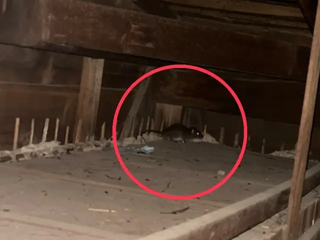 【現地調査☆無料】害獣駆除のプロにお任せ下さい！防除作業監督者が行う再侵入予防！サービスの画像