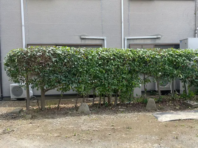 ご自身で処分が難しい落ち葉清掃や剪定ゴミはお任せ下さい！サービスの画像