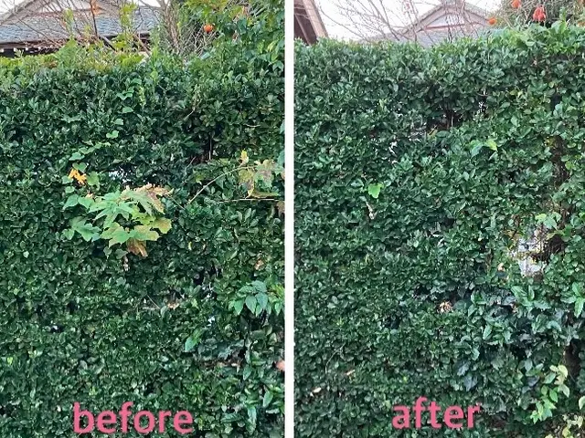 伸びた庭木をすっきりと剪定します！空き家・空き地対策も対応。サービスの画像