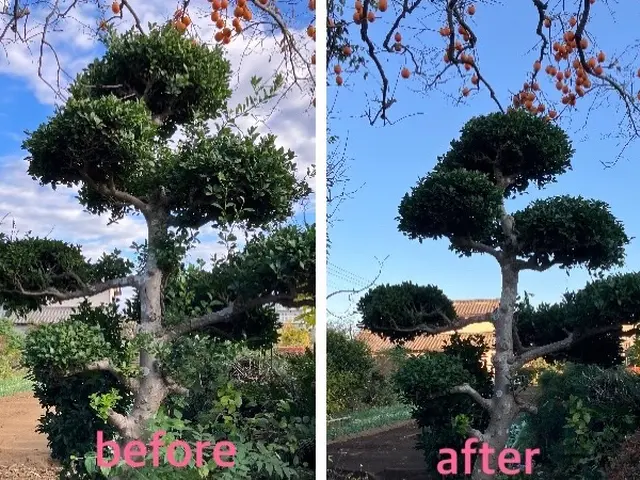 伸びた庭木をすっきりと剪定します！空き家・空き地対策も対応。サービスの画像