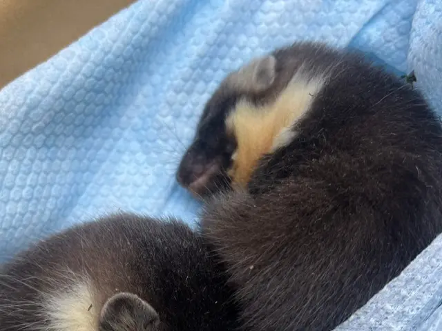 【明確会計！お見積りは無料！！完全駆除まで何度でも足を運びます！】サービスの画像