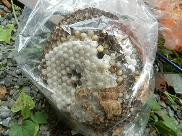 必殺蜂駆除　アシナガバチ スズメバチ  年間100件　即日サービスの画像