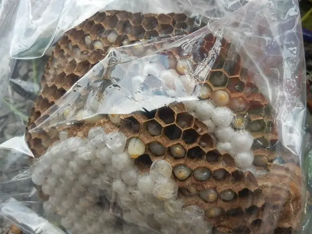 必殺蜂駆除　アシナガバチ スズメバチ  年間100件　即日サービスの画像