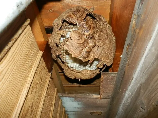 必殺蜂駆除　アシナガバチ スズメバチ  年間100件　即日サービスの画像