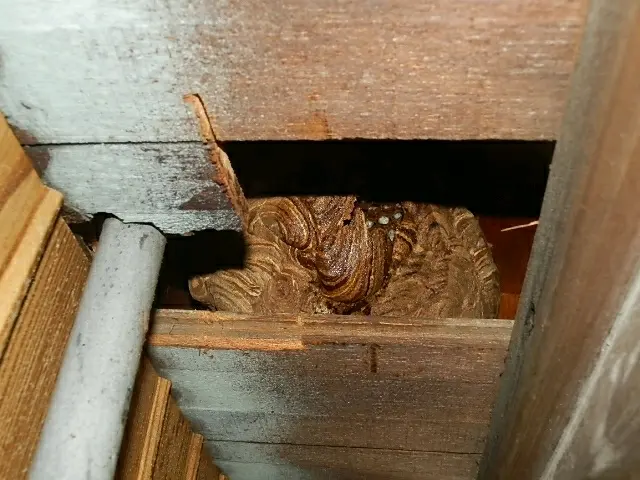 必殺蜂駆除　アシナガバチ スズメバチ  年間100件　即日サービスの画像