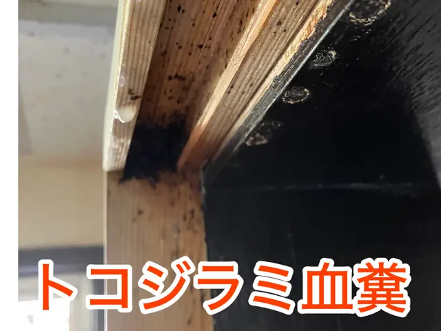 《害虫部門•金賞》トコジラミ駆除お任せ下さい！再発率0%☆1年間保証付き☆関西サービスの画像