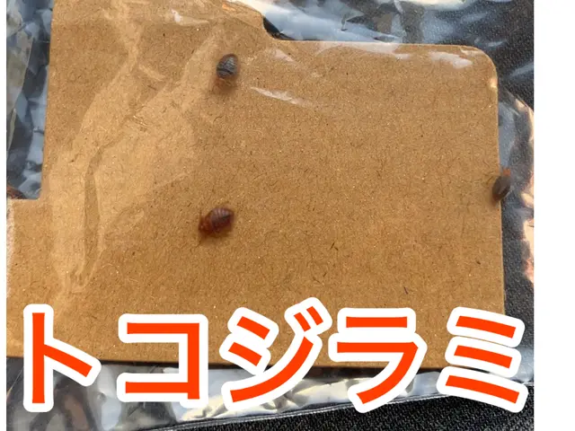 《害虫部門•金賞》トコジラミ駆除お任せ下さい！再発率0%☆1年間保証付き☆関西サービスの画像