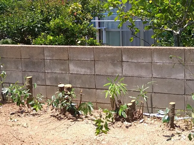 直径50㎝以上幹も対応可能！！必ず2名対応で安心・安全・早い！！繁忙期前に是非！サービスの画像