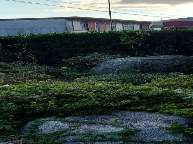 直径50㎝以上幹も対応可能！！必ず2名対応で安心・安全・早い！！繁忙期前に是非！サービスの画像