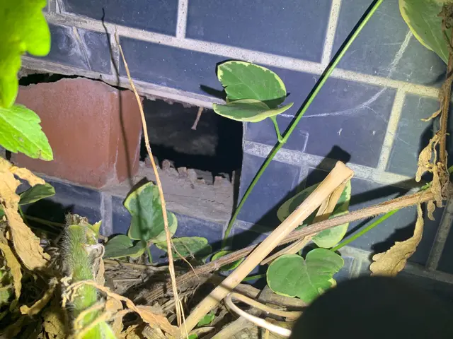 ハクビシン、アライグマ被害のお悩みならご相談下さい！サービスの画像