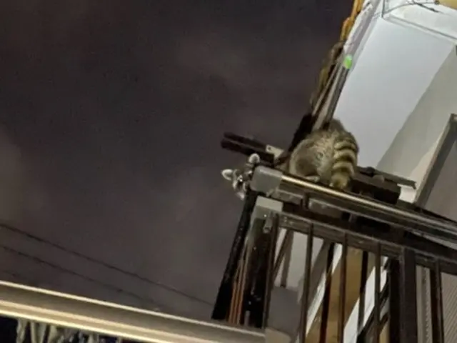 ハクビシン、アライグマ被害のお悩みならご相談下さい！サービスの画像