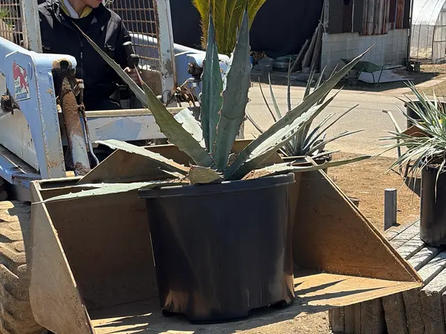 【土には自信あり】植物の生産者だから安心。植え替え後の管理をなるべく楽に！サービスの画像