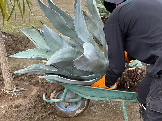 【土には自信あり】植物の生産者だから安心。植え替え後の管理をなるべく楽に！サービスの画像