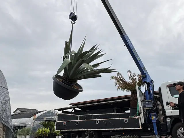 【土には自信あり】植物の生産者だから安心。植え替え後の管理をなるべく楽に！サービスの画像