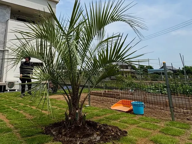 【土には自信あり】植物の生産者だから安心。植え替え後の管理をなるべく楽に！サービスの画像