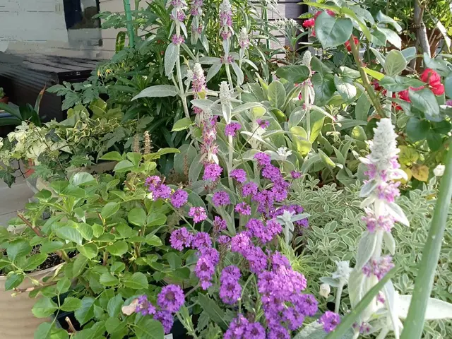 お花&肥料代込★季節のお花を植えます！理想のお庭へお手伝いいたします！サービスの画像