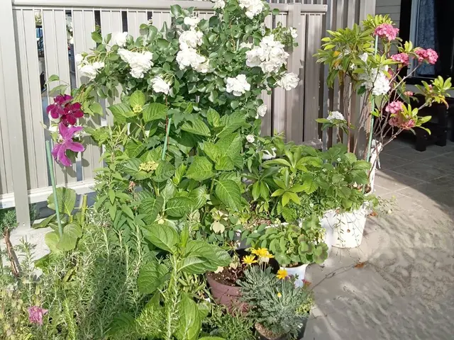 お花&肥料代込★季節のお花を植えます！理想のお庭へお手伝いいたします！サービスの画像