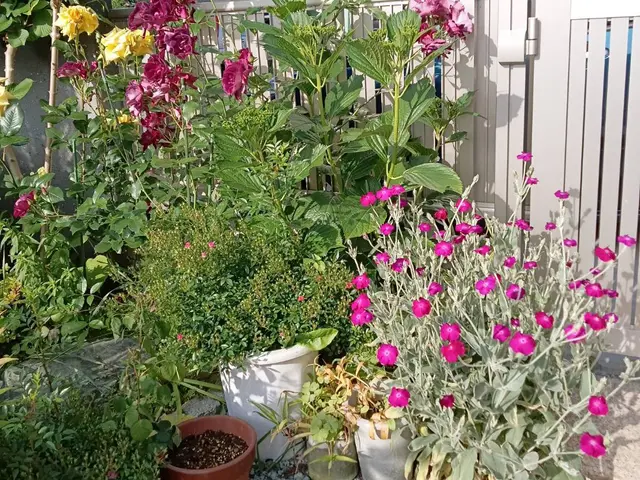 お花&肥料代込★季節のお花を植えます！理想のお庭へお手伝いいたします！サービスの画像