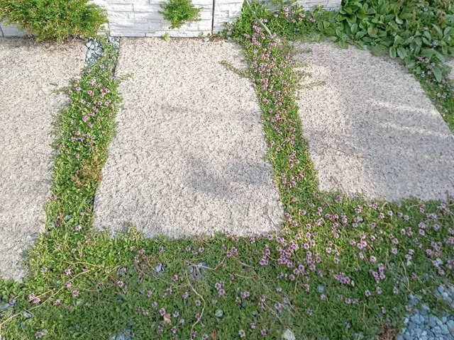 お花&肥料代込★季節のお花を植えます！理想のお庭へお手伝いいたします！サービスの画像