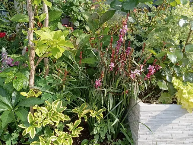 お花&肥料代込★季節のお花を植えます！理想のお庭へお手伝いいたします！サービスの画像