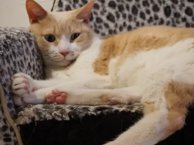 【愛玩動物救命士のペットシッター◎】ペットのお世話お任せください！！サービスの画像