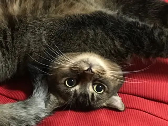 【愛玩動物救命士のペットシッター◎】ペットのお世話お任せください！！サービスの画像