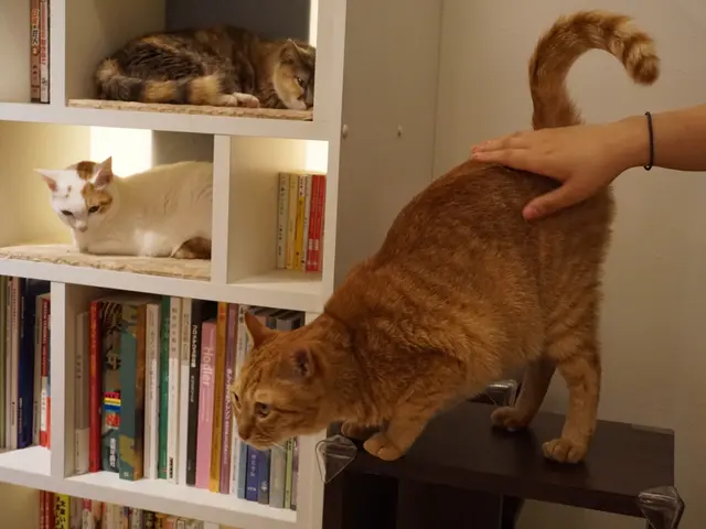 【愛玩動物救命士のペットシッター◎】ペットのお世話お任せください！！サービスの画像